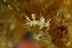 ヒョウタンミノウミウシ Eubranchus sp.10