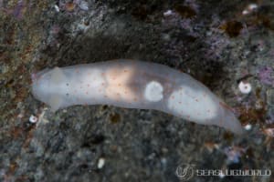 キヌハダウミウシ属の仲間