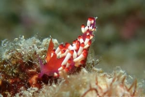 ツマベニミノウミウシ Coryphellina delicata