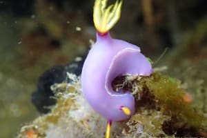 ゾウゲイロウミウシ Hypselodoris bullockii