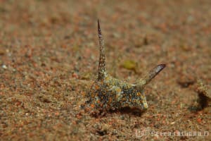 Gastropteron bicornutum