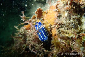 アオウミウシ Hypselodoris festiva