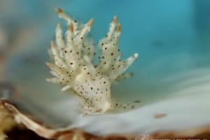 ホシアカリミノウミウシ Eubranchus sp. 5