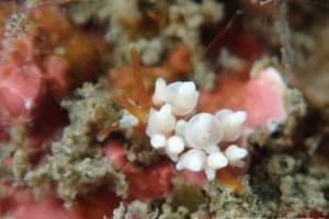 イナバミノウミウシ Eubranchus inabai