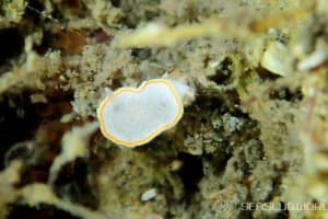 ミツイラメリウミウシ Diaphorodoris mitsuii