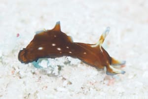 アプリシア・ニグロチンクタ Aplysia nigrocincta