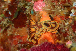 Nembrotha sp. 3