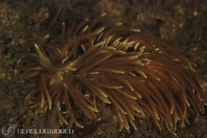 シロブチクセニアウミウシ Phyllodesmium colemani