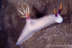 ゾウゲイロウミウシ Hypselodoris bullockii