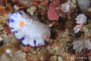 Hypselodoris sagamiensis