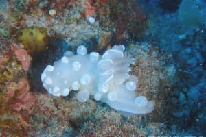 Gymnodoris sp. 1