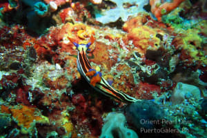 Nembrotha sp. 2