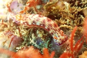 ニヨリセンテンイロウミウシ Hypselodoris maculosa