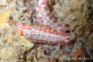 ニヨリセンテンイロウミウシ Hypselodoris maculosa