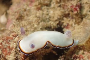 ハスイロウミウシ Goniobranchus fabulus