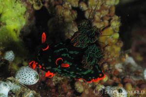 アカフチリュウグウウミウシ Nembrotha kubaryana