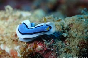 アンナウミウシ Chromodoris annae