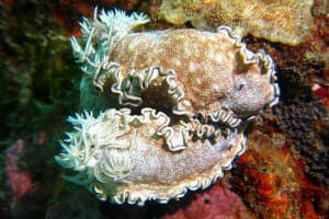 タヌキイロウミウシ Glossodoris hikuerensis