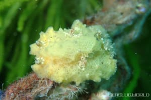 カクレカザンウミウシ Sclerodoris apiculata