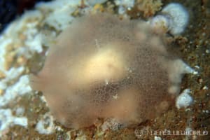 シロフシエラガイ Berthella stellata