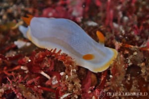 Chromodoris annae