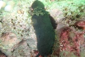 クロシタナシウミウシ Dendrodoris arborescens