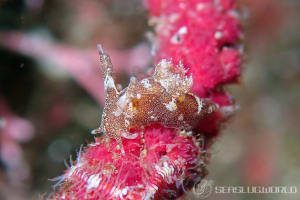 ツガルウミウシ属の一種10 Trapania sp.10