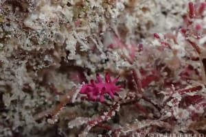 セラトドーリス・ハルキゲニア Ceratodoris hallucigenia