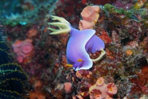 Hypselodoris apolegma