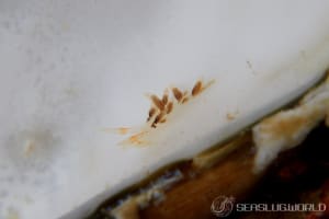 キリヒメミノウミウシ Trinchesia puellula