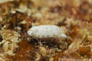 クボミイロウミウシ Hypselodoris lacuna