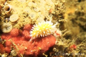 イガグリウミウシ Cadlinella ornatissima