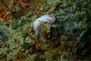 イチゴミルクウミウシ Mexichromis aurora