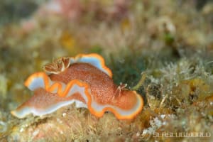 キャラメルウミウシ Glossodoris rufomarginata