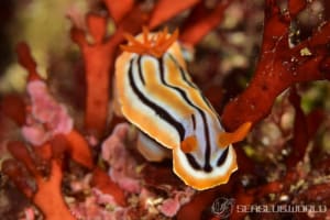 Chromodoris colemani