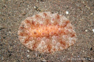 マンリョウウミウシ Carminodoris armata