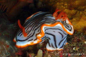 クロスジウミウシ Chromodoris sp. 6