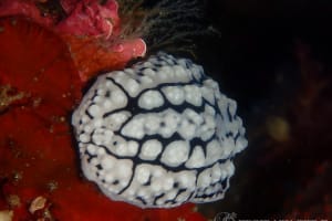 アミメイボウミウシ Phyllidiopsis krempfi