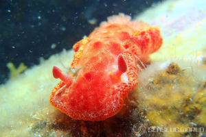 ミカドウミウシ Hexabranchus lacer