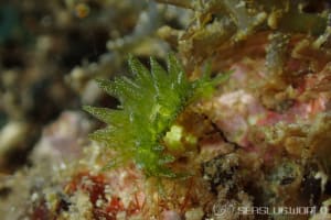 ウスミドリモウミウシ Ercolania subviridis