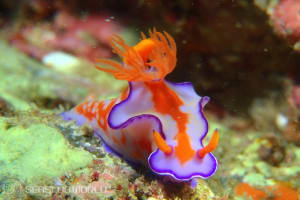 フタイロニシキウミウシ Ceratosoma bicolor