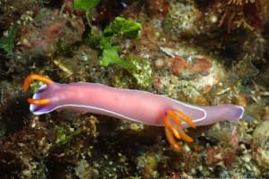 ヒュプセロドーリス・イバ Hypselodoris iba