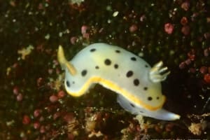 シロウミウシ Chromodoris orientalis