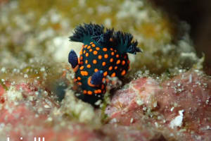 Nembrotha milleri