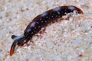 ハナミドリガイ Thuridilla splendens