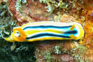 コールマンウミウシ Chromodoris colemani