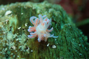 Phyllodesmium serratum