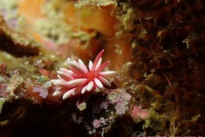 ヒロウミウシ Ceratodoris hiroi