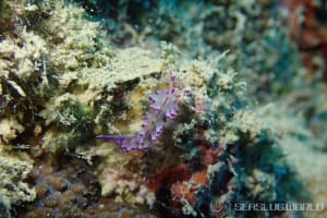 Coryphellina lotos