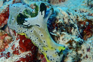 タチアオイウミウシ Notodoris serenae